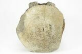 Fossil Whale Lumbar/Caudal Vertebra - Yorktown Formation #214291-3